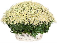 Цветочная композиция из Ромашки в корзине #REPLACE_PRED# Бабаево